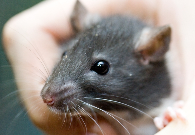 Užsikrėtusios žiurkės įkandimas tualete vyrui baigėsi liūdnai: atsidūrė reanimacijoje