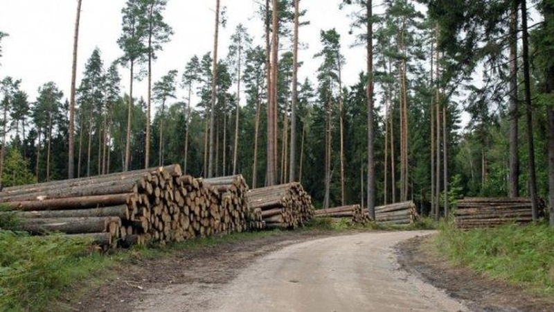 Šilti orai stabdo darbus miškuose