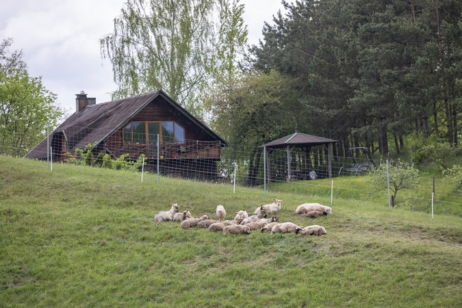 Ribiškių kraštovaizdžio draustinį „šienaus“ avys