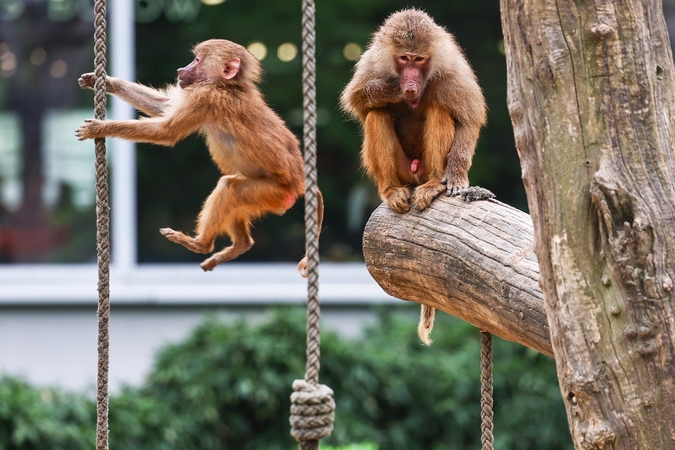 Okupuotame Kryme sudegė zoologijos sodas, žuvo daugiau kaip 200 gyvūnų