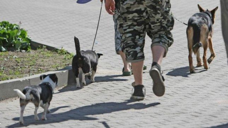 Kas trukdo laikytis šunų vedžiojimo taisyklių?
