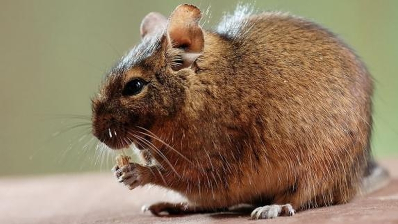 Degu negalima griebti už uodegos