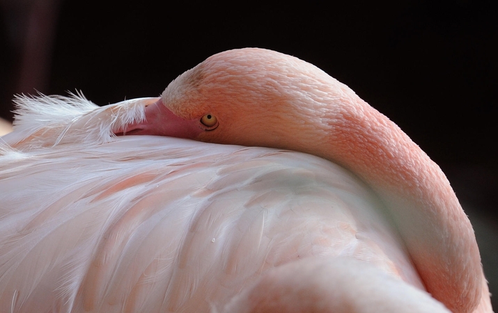 Australijoje užmigdytas seniausias pasaulyje flamingas, sulaukęs 83 metų