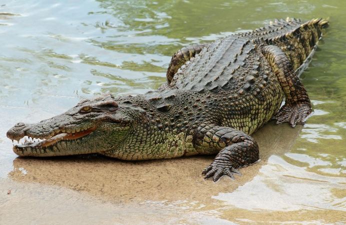 Asociatyvi nuotr.