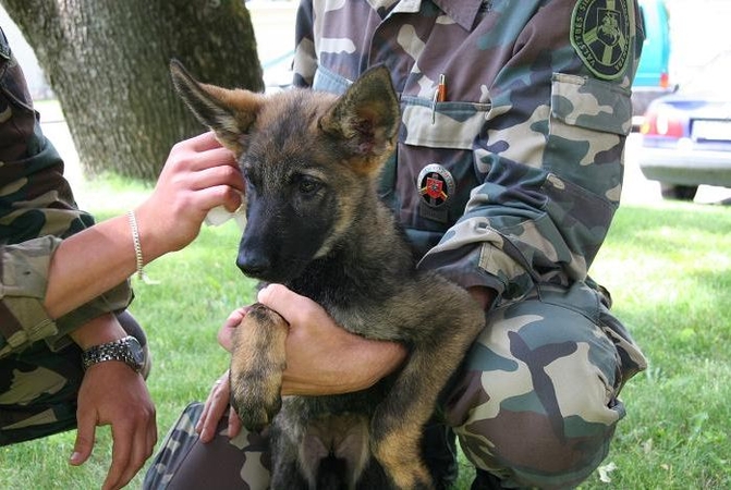 Pasieniečių tarnybinį šunų būrį papildė aštuoni keturkojai