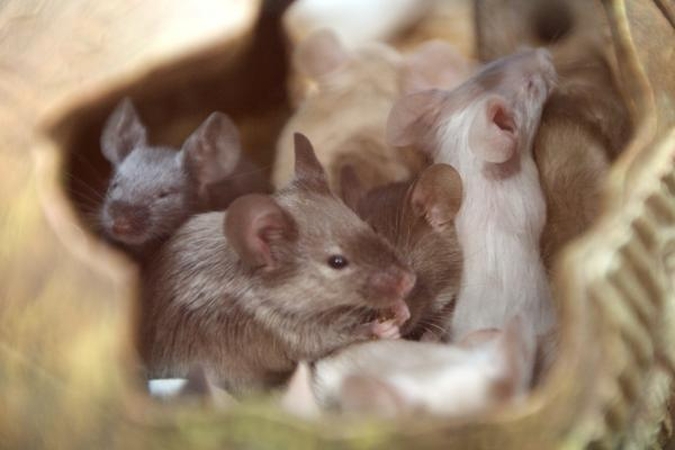 Kodėl pelės ir žiurkės naudojamos medicininiuose eksperimentuose?