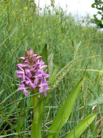 Tik atidumo dėka išsaugotos ypač retos orchidėjos