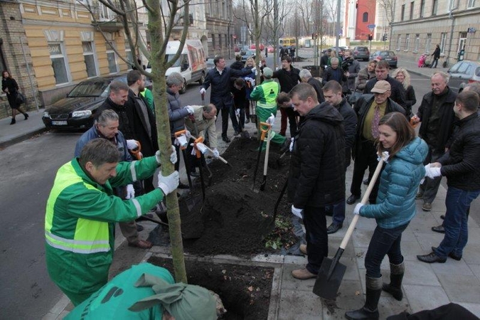 Šermukšnių gatvėje pasodinti šermukšniai