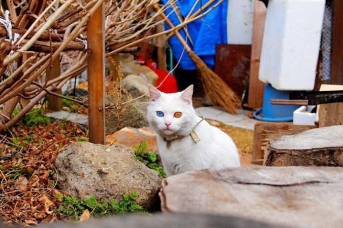 Girtas vilnietis iš šešto aukšto išmetė katiną