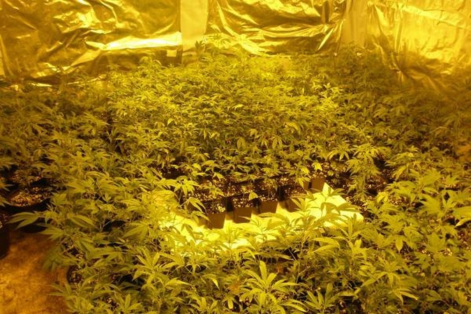 Anykščių rajone aptikta kanapių laboratorija