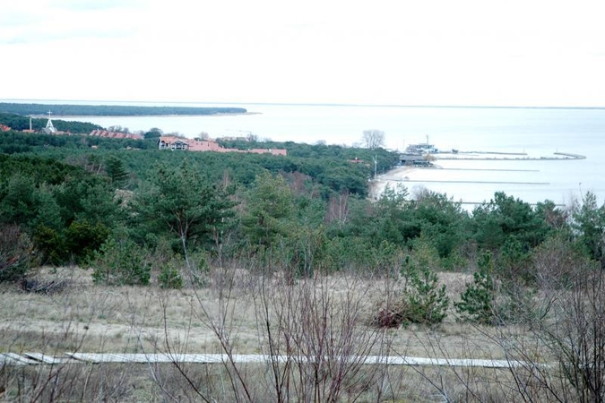 Neringos pušis vaiduoklėmis paverčia bakterija