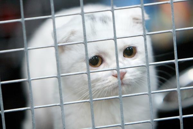Per pusmetį gauta 550 pranešimų dėl žiauraus elgesio su gyvūnais, pusė jų pasitvirtino