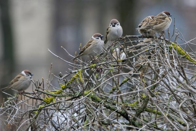 Lietuvoje - pavasaris: švenčiamas lygiadienis ir Žemės diena