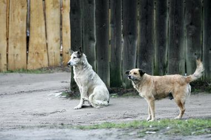 Koncertas Vilniuje skiriamas palengvinti beglobių gyvūnų daliai