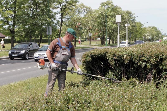 Klaipėdiečius piktina negrabiai apkarpytos gyvatvorės