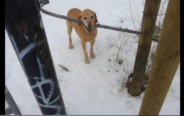Siužete – iš kojų verčianti šuns ir pagalio „kova“