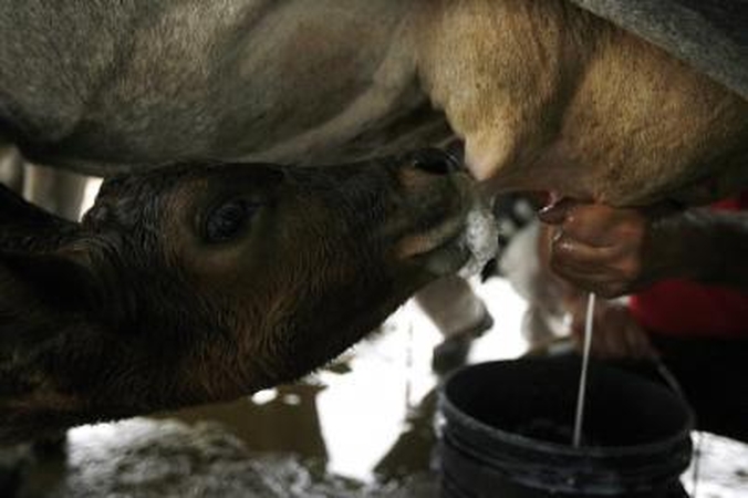340 mln. eurų mokesčių už viršytas pieno kvotas