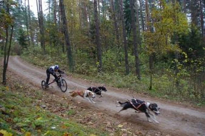 Šunų kinkinių varžybose lietuviai iškovojo visų trijų spalvų medalius