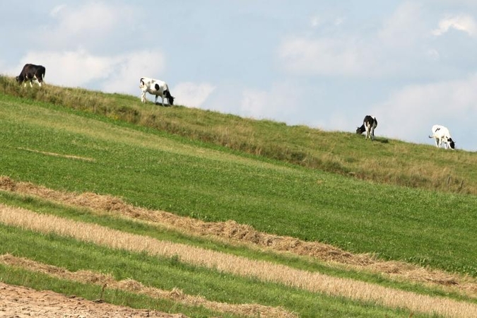 Kretingos rajone iš ganyklos pavogtas jautis