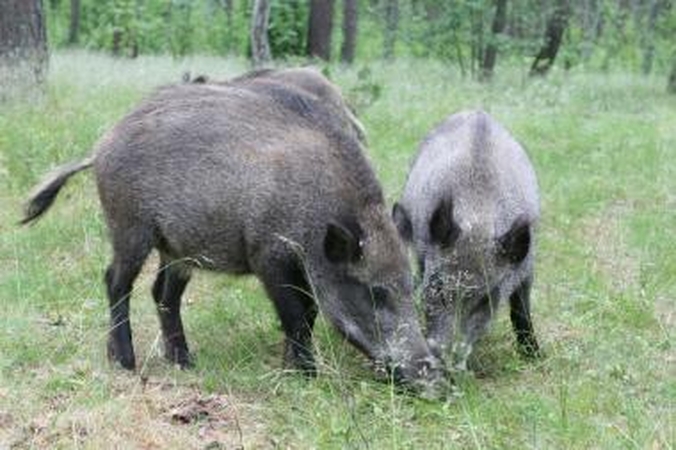 Neringoje turėtų likti tik 50–60 šernų