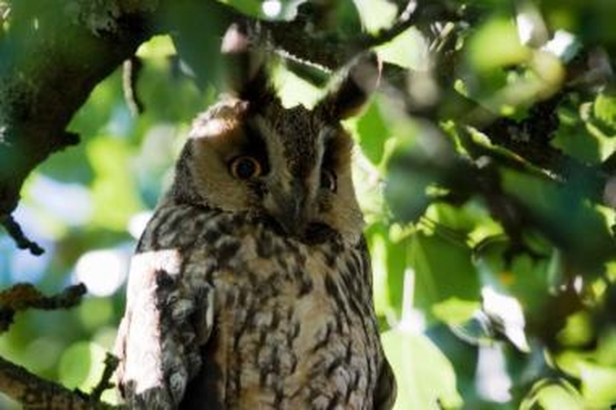 Paukščių apsaugai svarbios teritorijos užima 8,4 proc. Lietuvos