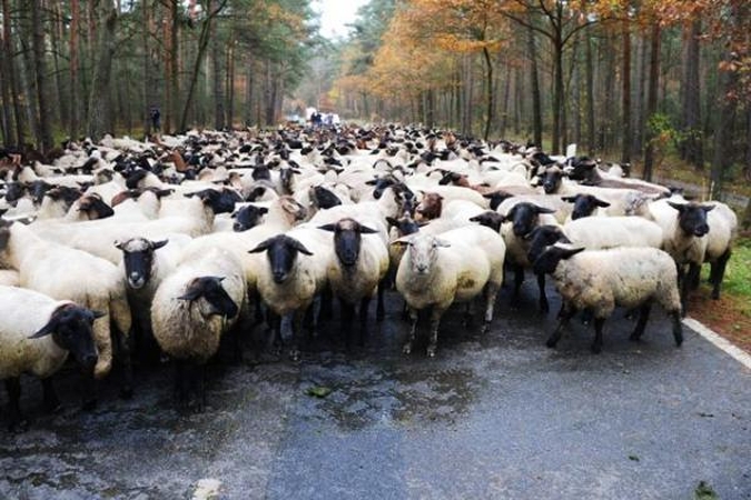 Atsargiai – pavojų kelia avių „ciklonai“