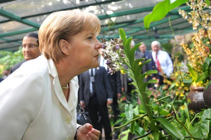 Singapūre viena orchidėjų veislė pavadinta A.Merkel vardu