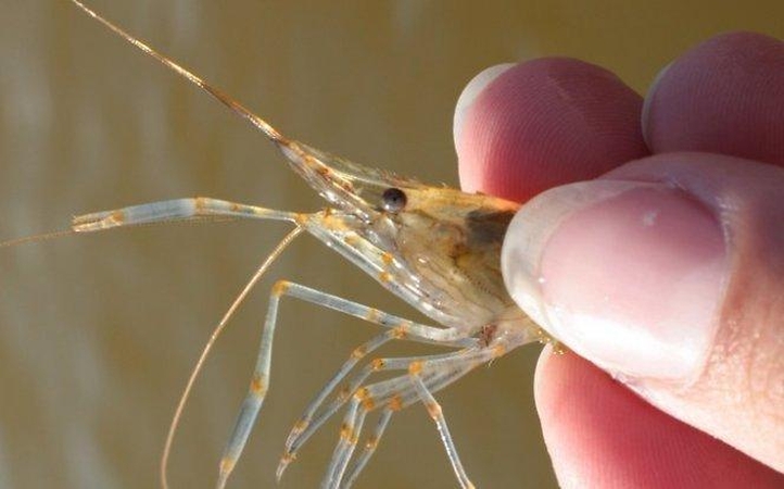Atrastas giliausiai po žeme gyvenantis sausumos gyvūnas