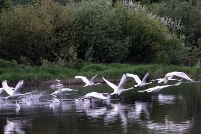 Turizmo informacijos centras kviečia į kelionę „Žemyn upe“