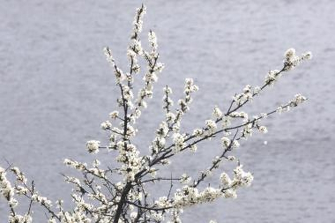 Pavasarinė puokštė ant Velykų stalo