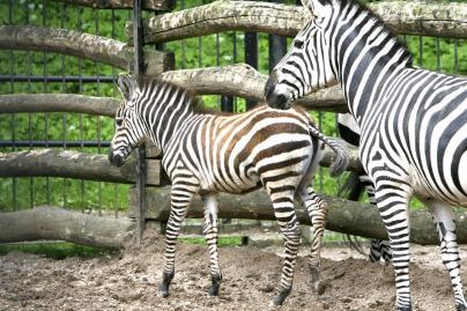 Mokslininkai atsakė į klausimą, kodėl zebrai dryžuoti?