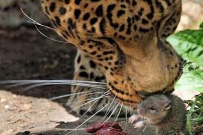 Drąsiausia pasaulio žiurkė apvogė leopardę