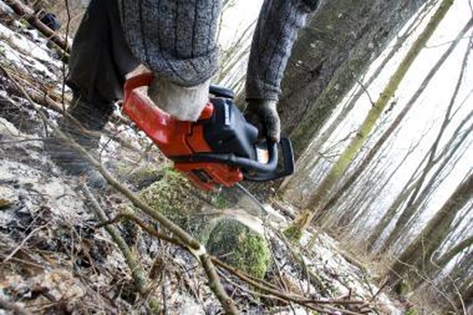 Miškininkai peikia miškų privatizavimo idėją