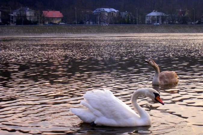 Į Lietuvą po žiemos sugrįžta paukščiai