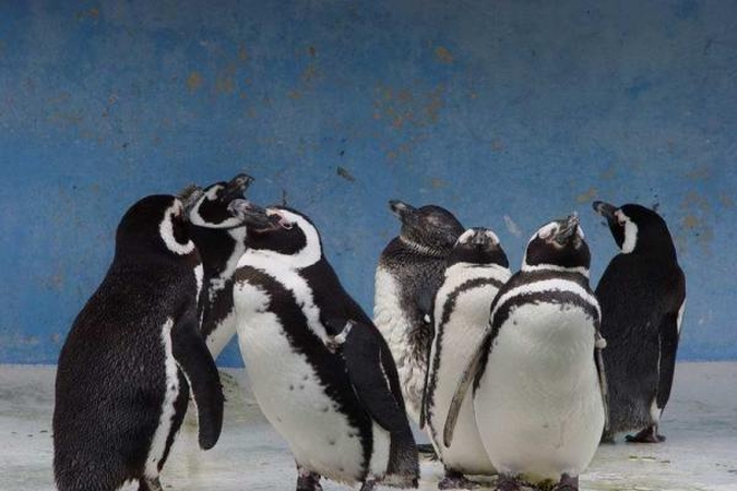 Tokijuje ieškoma iš zoologijos sodo pasprukusio pingvino