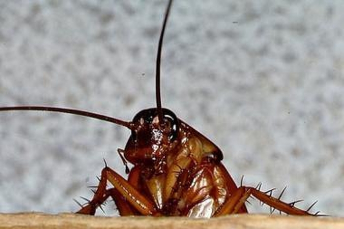 Tarakonų galybės paslaptis: ar išties gajūs, stiprūs, vikrūs?