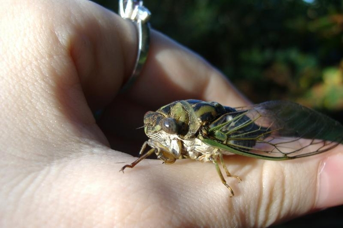 Iš požemių pakilusių cikadų būriai čirpimu nustelbia lėktuvų triukšmą