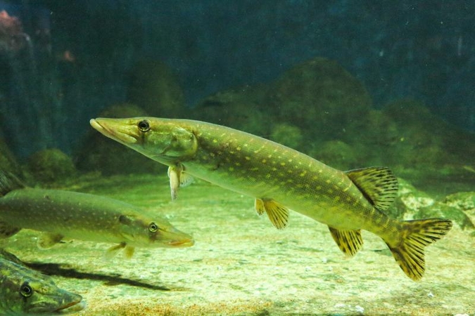 Už keturias sugautas lydekas 20-mečiui gresia tūkstantinė bauda