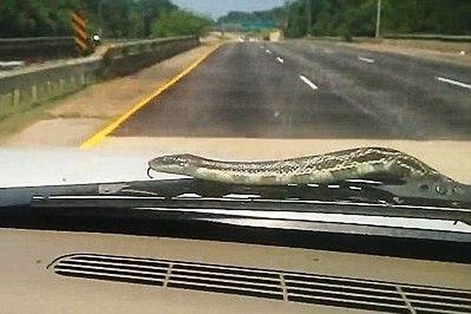 105 km/h lekiančiu SUV nusprendė pasivažinėti angis