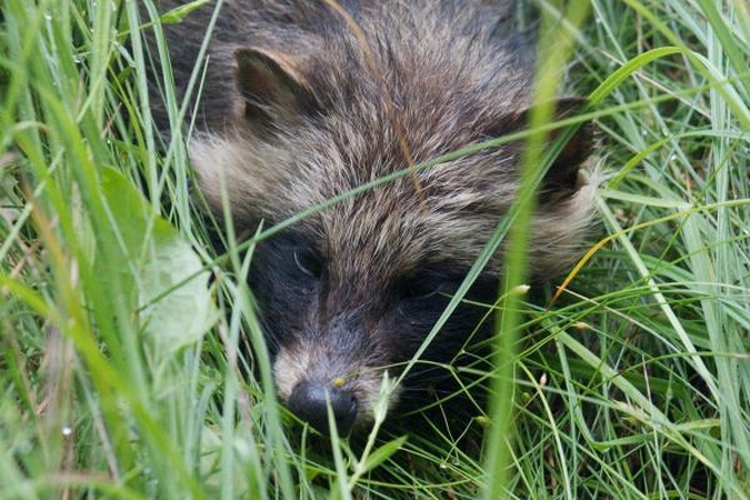 Užkluptas mangutas apsimetė esąs negyvas