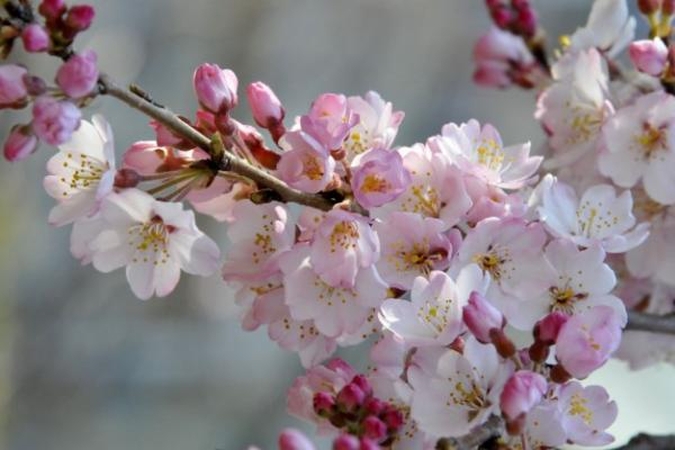 Japonija nebeneigia: II-ojo pasaulinio karo metais veikė sekso vergovė