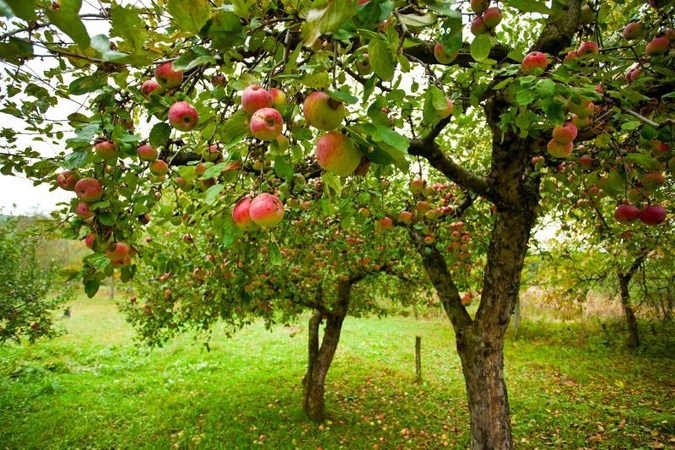 Į madą sugrįžta senosios lietuviškos obelų veislės