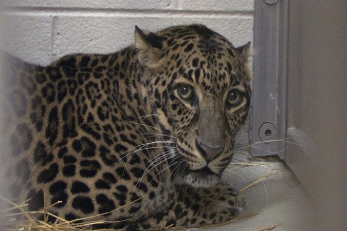 Nepale leopardas sudraskė mažametį, tai trečioji jo auka