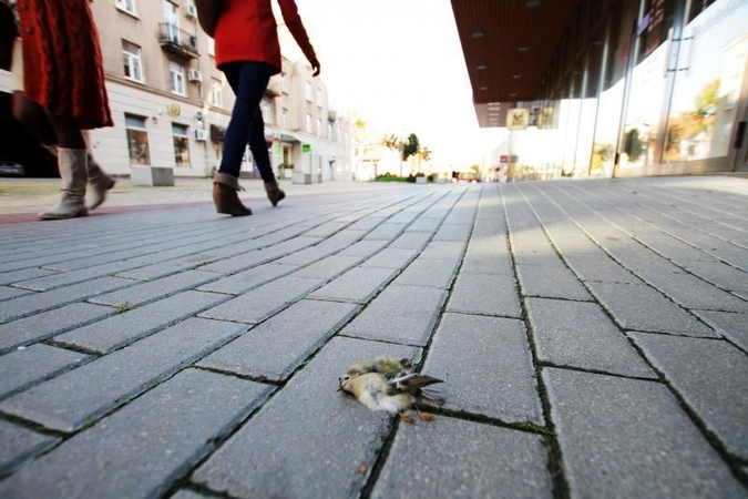 Klaipėdos savivaldybė: gelbėkime nykštukus (foto)  