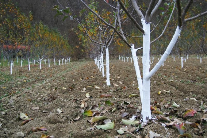Kaip apsaugoti medelius nuo kiškių dantų ir žiemos speigų? 