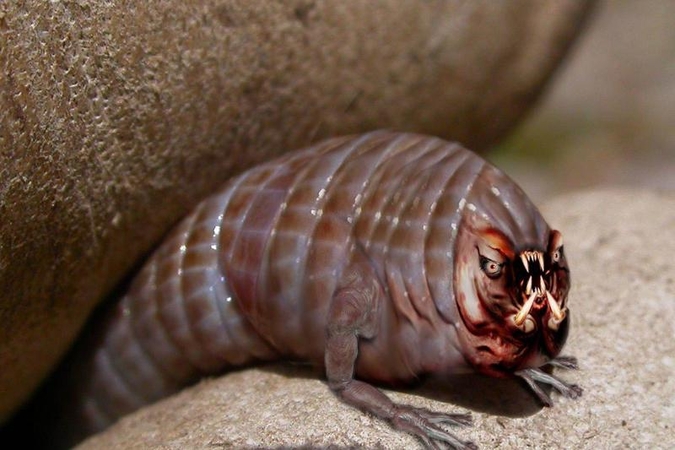 Plėšrūnai „Anomalocaris“: akylieji priešistorinių vandenynų viešpačiai
