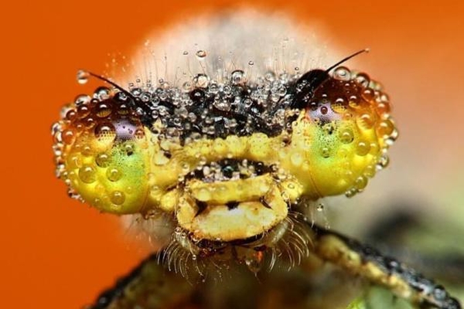 Besidomintiems vabzdžiais – Jaunųjų entomologų mokykla