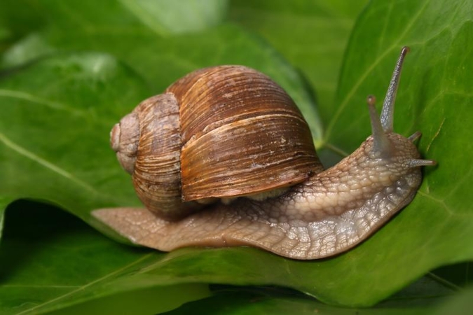 Sraigių rinkėjų šiemet  orai  nelepino  