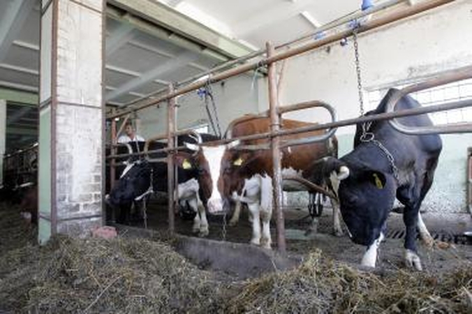 Pieno sektoriuje kaista aistros