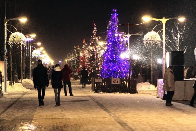 Palangą papuošė aukštaūgių eglių kalėdinė alėja 